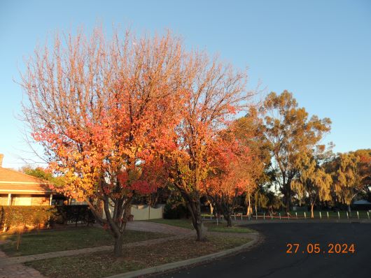 Autum light in the morning